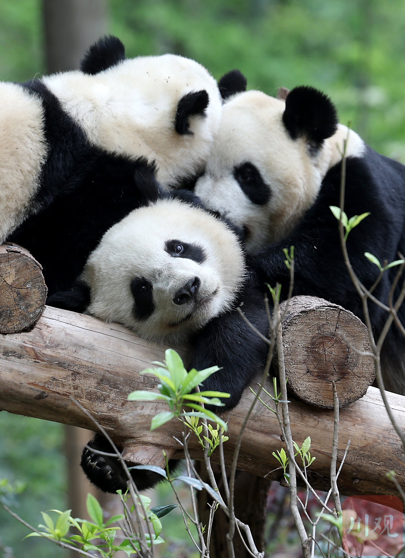 Giant Panda Chengdu